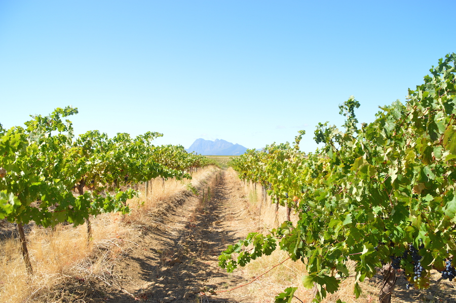 Kom med en tur til Sydafrika, og læs om, hvordan salg af vin skal blive til brønde. 