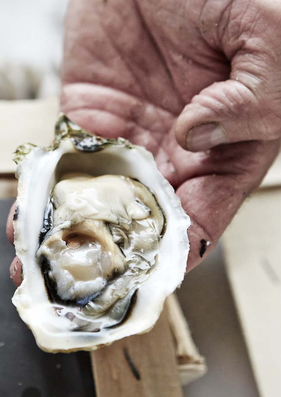Store og kødfulde var de franske østers fra producenten Gillardeau. Foto: Flemming Gernyx.
