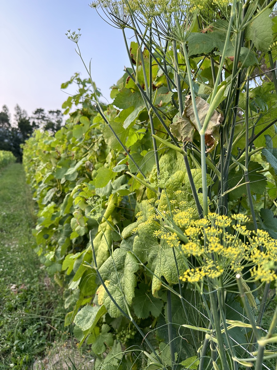 vinho verde