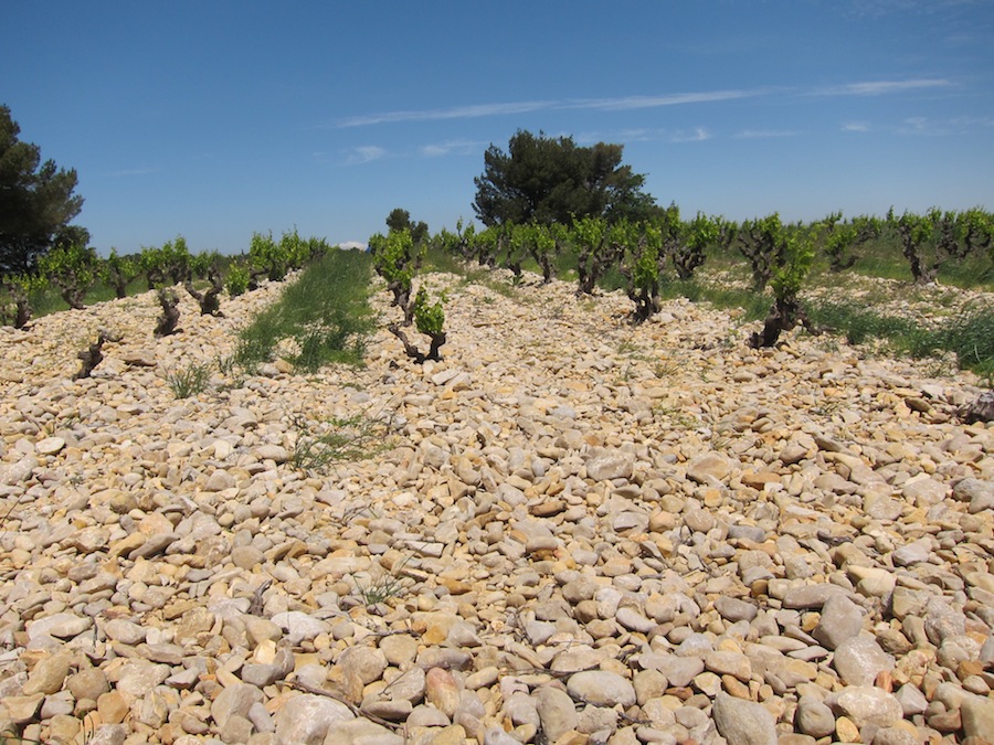 Mange vinmarker i Rasteau er dækket af sten, som holder på varmen. De mange sten kommer oprindeligt fra de omkringliggende floder. 