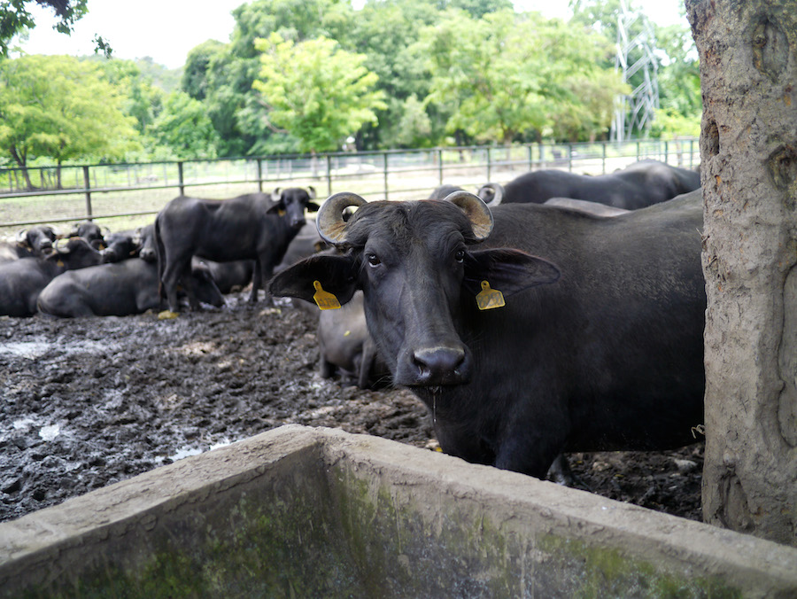 På Hacienda Botucal har de også bøfler, hvis mælk bliver brugt til en mozzarella-lignende ost. 